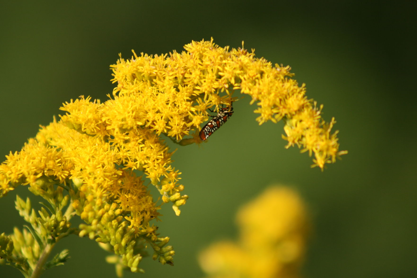 Pennsylvania garden and home shows: What's happening in 2022 and what's not? | Home & Garden 2 Goldenrod